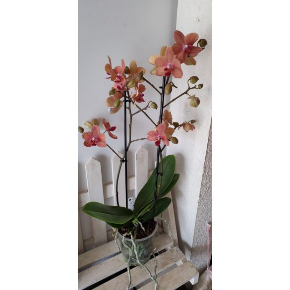 Pillangó orchidea (Multi flower) barackos